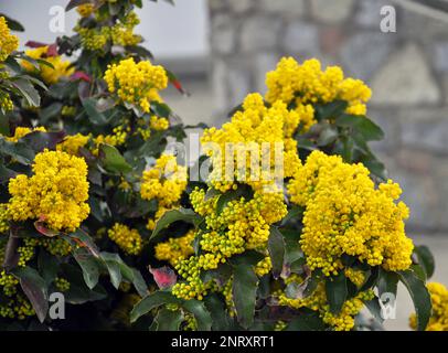 L'arbuste à feuilles persistantes Mahonia aquifolium est utilisé pour l'aménagement paysager Banque D'Images