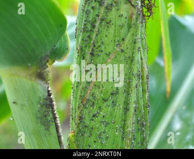 Les pucerons sont un ravageur qui suce les épis de maïs Banque D'Images