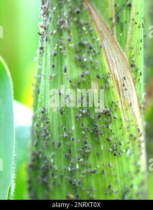 Les pucerons sont un ravageur qui suce les épis de maïs Banque D'Images