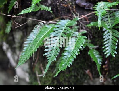 Fern Polypodium vulgare pousse dans la nature sur un rocher dans les bois Banque D'Images