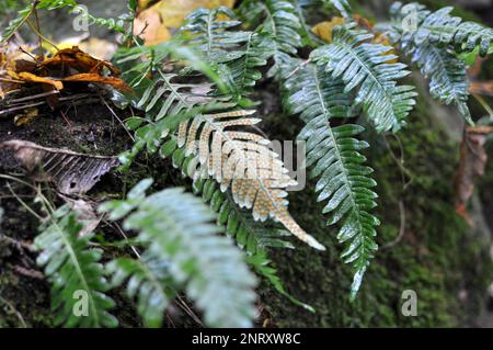 Fern Polypodium vulgare pousse dans la nature sur un rocher dans les bois Banque D'Images