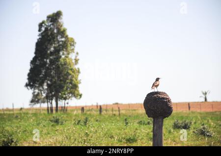 Un oiseau appelé 'hornero' debout sur son nid fait de boue au premier plan, avec un grand arbre en arrière-plan, un jour ensoleillé Banque D'Images