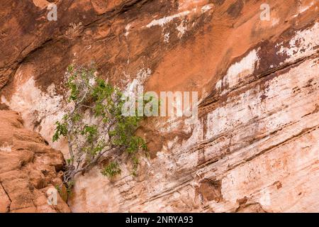 Un petit arbre pousse d'une fissure dans le grès Wingate près de Moab, Utah. Banque D'Images