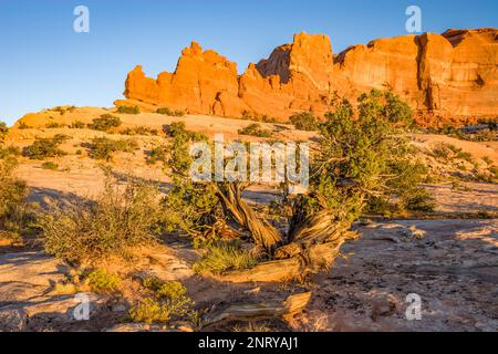 Un ancien genièvre torsadé devant les formations de grès Entrada des rochers Navajo près de Moab, Utah. Banque D'Images