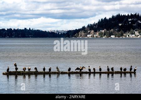 Une rangée de cormorans perchés sur une bûche séchant leurs plumes dans le lac Washington Banque D'Images