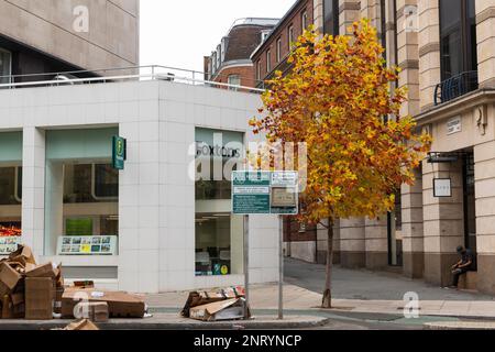 Rubis à côté d'un arbre urbain dans la couleur de l'automne, High Holborn, Londres, Royaume-Uni. 22 octobre 2022 Banque D'Images