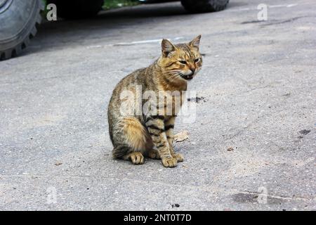 Un chat de rue est assis sur le trottoir et est indigné. Aider et sauver les animaux de la rue. Soins aux animaux. Banque D'Images