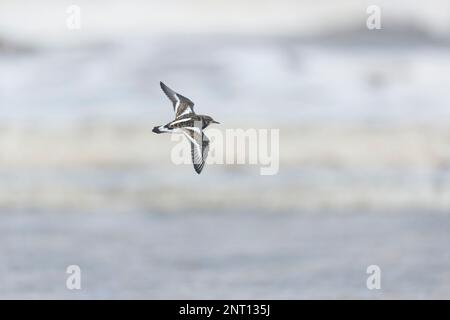 Ruddy turnstone Arenaria interprés, plombier d'hiver, vol adulte, Norfolk, Angleterre, février Banque D'Images