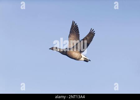 Brent Goose Branta bernicla, vol adulte, Norfolk, Angleterre, février Banque D'Images