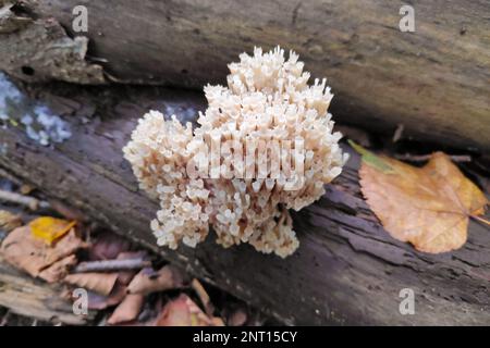 Artomyces pyxidatus est un champignon de corail qui est communément appelé corail de couronne ou champignon de corail à tête de couronne. Sa caractéristique la plus caractéristique est la couronne-L. Banque D'Images