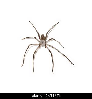 Heteropoda venatoria est une espèce d'araignée de la famille des Sparassidae, les araignées huntsman. Banque D'Images