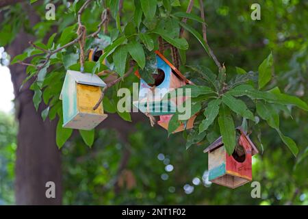 Maisons d'oiseaux accrochées à la branche d'un arbre. Banque D'Images