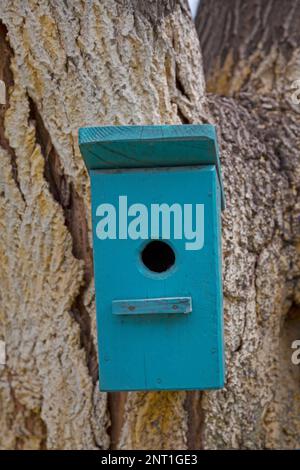 Maison d'oiseaux bleue sur un arbre. Banque D'Images