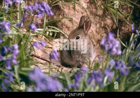 Lapin sauvage, Oryctolagus cuniculus, jeune bébé mignon debout à l'extérieur de la terrier parmi les cloches, Sussex, Royaume-Uni Banque D'Images