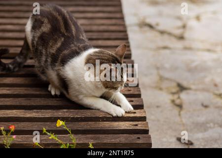 Goiania, Goias, Brésil – 26 janvier 2023 : un chat tabby aiguisant ses ongles sur une chaise longue en bois. Banque D'Images