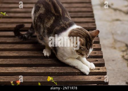 Goiania, Goias, Brésil – 26 janvier 2023 : un chat tabby aiguisant ses ongles sur une chaise longue en bois. Banque D'Images