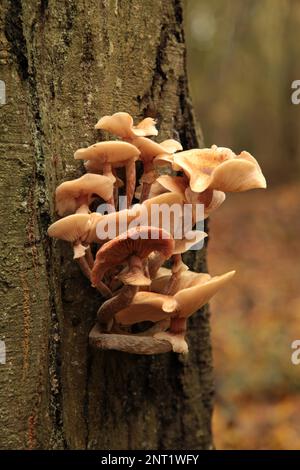 Gros plan sur un groupe d'Armillaria mellea croissant sur un tronc d'arbre dans les bois. Banque D'Images