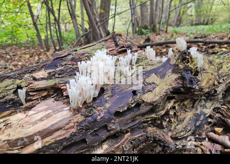Artomyces pyxidatus est un champignon de corail qui est communément appelé corail de couronne ou champignon de corail à tête de couronne. Sa caractéristique la plus caractéristique est la couronne-L. Banque D'Images