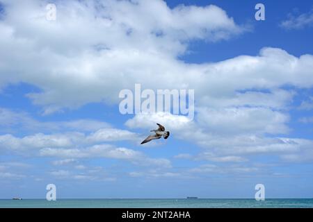 Le mouette survole l'océan Atlantique dans un ciel bleu avec des nuages blancs Banque D'Images