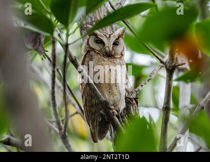 Un Scops-Owl à col (Otus lettia) qui rôde pendant la journée dans un arbre. Thaïlande. Banque D'Images