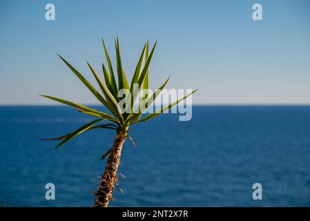 Le petit arbre de palmier se balance dans le vent contre Blue Sky et Sea Horizon Corfou, Grèce. Banque D'Images