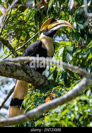 Un grand Hornbill sauvage (Buceros bicornis) perché sur un arbre. Thaïlande. Banque D'Images