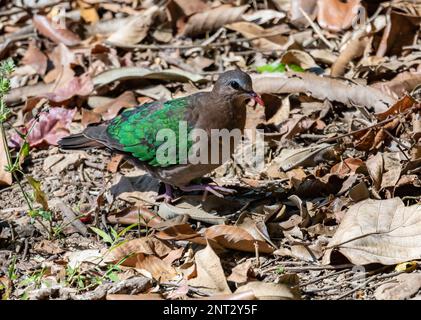 Une femelle asiatique Emeraude Dove (Chalcophaps indica) qui fourrasse sur le sol. Thaïlande. Banque D'Images