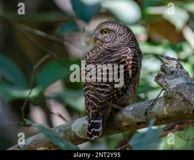 Un Owlet asiatique barré (Glaucidium cuculoides) perché sur une branche. Thaïlande. Banque D'Images