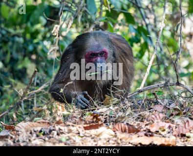 Un singe macaque à queue de tousse (Macaca arctoides) forgeant dans les buissons. Thaïlande. Banque D'Images