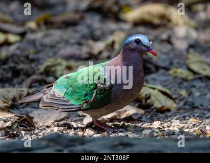 Un mâle asiatique Emerald Dove (Chalcophaps indica) fourragent sur le sol. Thaïlande. Banque D'Images