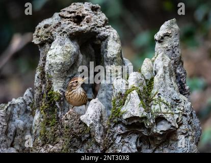 Une Babbler à gorge feuilletée (Pellorneum ruficeps) debout sur une roche calcaire. Thaïlande. Banque D'Images