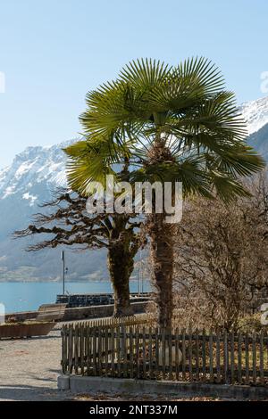 Brienz, Suisse, 10 février 2023 arbres sur la côte du lac de Brienz par une journée ensoleillée Banque D'Images