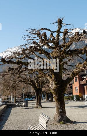 Brienz, Suisse, 10 février 2023 arbres sur la côte du lac de Brienz par une journée ensoleillée Banque D'Images