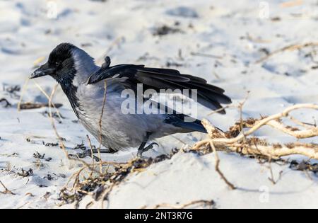 Corbeau à capuchon 'Corvus cornix' collectant des brindilles pour le nid à la plage de Dollymount. Dublin, Irlande Banque D'Images