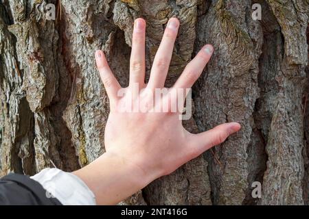 Une main touchant l'écorce d'un vieux arbre dans une forêt de conifères. Harmonie avec le concept de la nature Banque D'Images