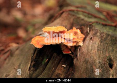 Gros plan sur un crabe des bois (Laetiporus sulfureus) poussant sur un tronc d'arbre dans les bois. Banque D'Images