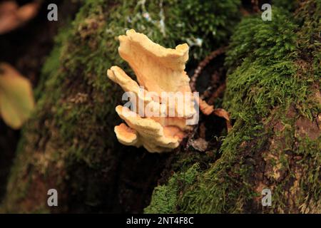 Gros plan sur une polypore de soufre (Laetiporus sulfureus) qui pousse sur un tronc d'arbre dans les bois. Banque D'Images