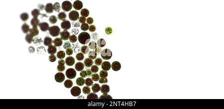 Haematococcus pluvialis algues vertes sous une vue microscopique, espace vide - cellules actives, astaxanthine antioxydante forte Banque D'Images