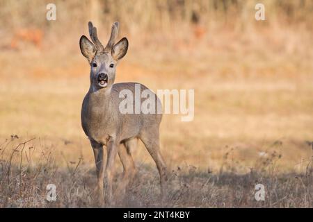 Roe buck (Capreolus capreolus) avec des bois de velours dans un cadre de couleur chaude, sa bouche ouverte comme il est debout dans le champ Banque D'Images