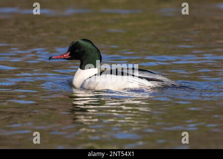 Goosander mâle dans le plumage de reproduction sur l'eau Banque D'Images