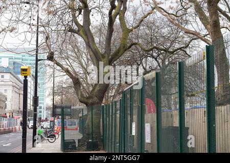 Euston, Londres, Royaume-Uni. 27th février 2023. Euston Square Gardens (en photo) à l'extérieur de la gare Euston ont été pris en charge par HS2 et certains arbres ont été abattus sur le site. HS2 Ltd effectue de vastes travaux de construction pour le nouveau train à grande vitesse 2 London Euston gare terminus et London Underground Interchange. HS2 a commencé des détournements d'utilitaires dans le chemin Euston la semaine dernière, ce qui ralentit maintenant la circulation. Les résidents vivant dans la région d'Euston doivent supporter HS2 bruits, poussières et perturbations qu'un résident a décrits aujourd'hui comme « l'enfer sur terre sans aucune fin en vue ». Crédit : Maureen McLean/Alay Banque D'Images