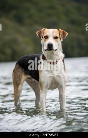 Un chien de chasse de Nouvelle-Zélande pose pour un portrait debout dans un lac Banque D'Images