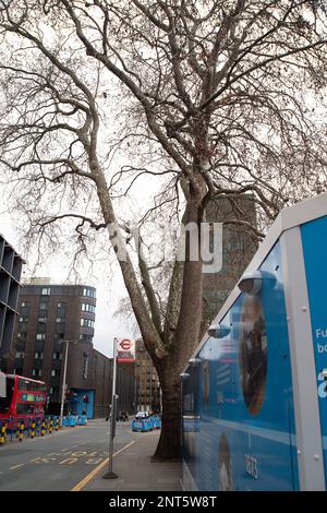 Euston, Londres, Royaume-Uni. 27th février 2023. Euston Square Gardens (en photo) à l'extérieur de la gare Euston ont été pris en charge par HS2 et certains arbres ont été abattus sur le site. HS2 Ltd effectue de vastes travaux de construction pour le nouveau train à grande vitesse 2 London Euston gare terminus et London Underground Interchange. HS2 a commencé des détournements d'utilitaires dans le chemin Euston la semaine dernière, ce qui ralentit maintenant la circulation. Les résidents vivant dans la région d'Euston doivent supporter HS2 bruits, poussières et perturbations qu'un résident a décrits aujourd'hui comme « l'enfer sur terre sans aucune fin en vue ». Crédit : Maureen McLean/Alay Banque D'Images