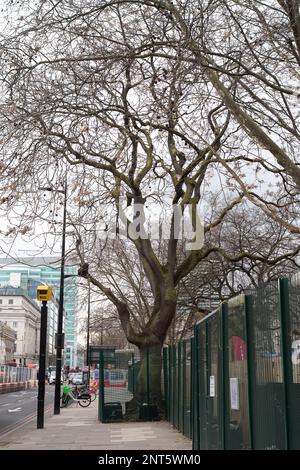 Euston, Londres, Royaume-Uni. 27th février 2023. Euston Square Gardens (en photo) à l'extérieur de la gare Euston ont été pris en charge par HS2 et certains arbres ont été abattus sur le site. HS2 Ltd effectue de vastes travaux de construction pour le nouveau train à grande vitesse 2 London Euston gare terminus et London Underground Interchange. HS2 a commencé des détournements d'utilitaires dans le chemin Euston la semaine dernière, ce qui ralentit maintenant la circulation. Les résidents vivant dans la région d'Euston doivent supporter HS2 bruits, poussières et perturbations qu'un résident a décrits aujourd'hui comme « l'enfer sur terre sans aucune fin en vue ». Crédit : Maureen McLean/Alay Banque D'Images