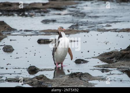 Le pingouin à œil jaune en voie de disparition traverse des bassins rocheux après avoir émergé de la journée en mer Banque D'Images