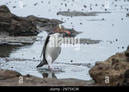 Le pingouin à œil jaune en voie de disparition traverse des bassins rocheux après avoir émergé de la journée en mer Banque D'Images