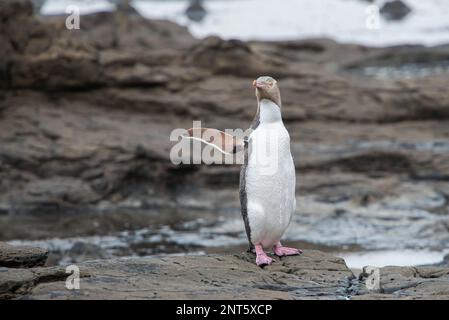 Le pingouin à œil jaune en voie de disparition traverse des bassins rocheux après avoir émergé de la journée en mer Banque D'Images