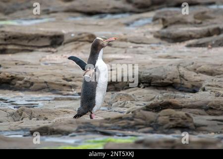 Le pingouin à œil jaune en voie de disparition traverse des bassins rocheux après avoir émergé de la journée en mer Banque D'Images