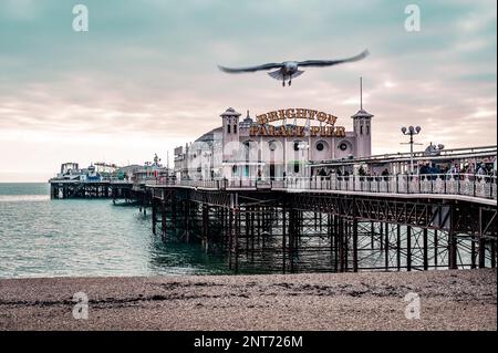 Brighton's Palace Pier pendant l'heure d'or avec Seagull balancer par le dessus. Banque D'Images