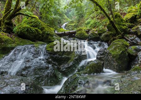 Cascades de Cataract Falls. Parc national de Mount Tamalpais, comté de Marin, Californie, États-Unis. Banque D'Images